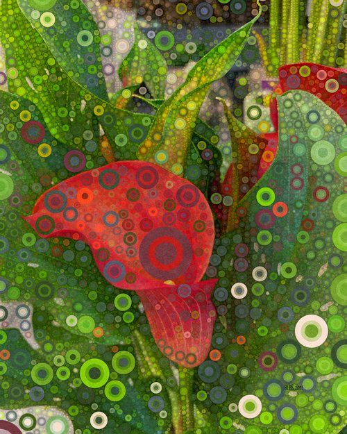 Red Calla Lily by Barbara Storey