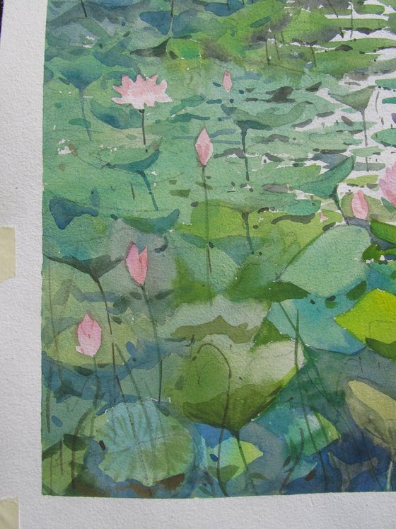 Lotus pond