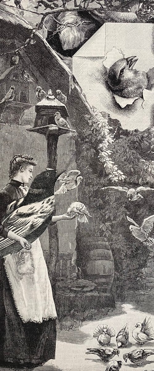 Feeding Doves and pigeons watched by Tudor Evans
