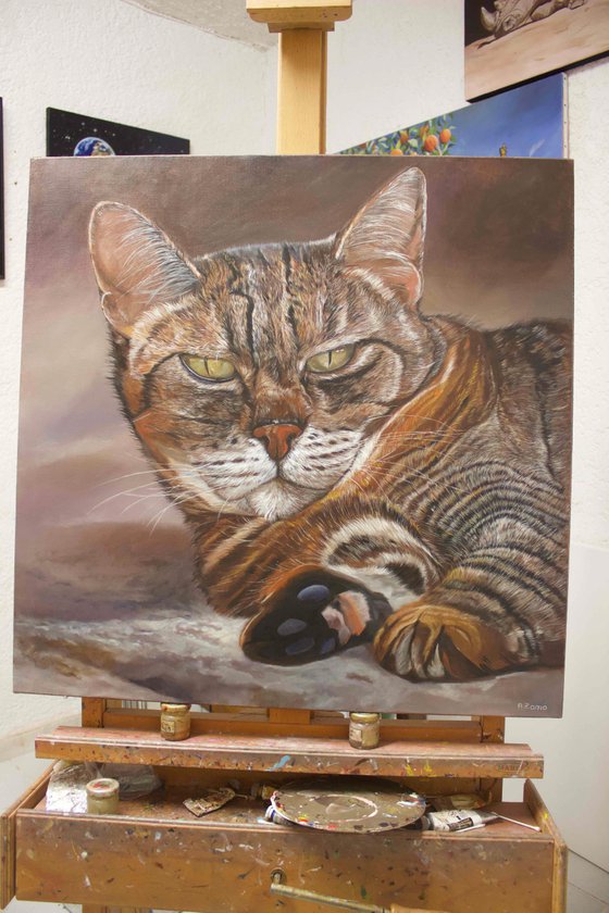 Zora The Great, Portrait of a Grey Cat