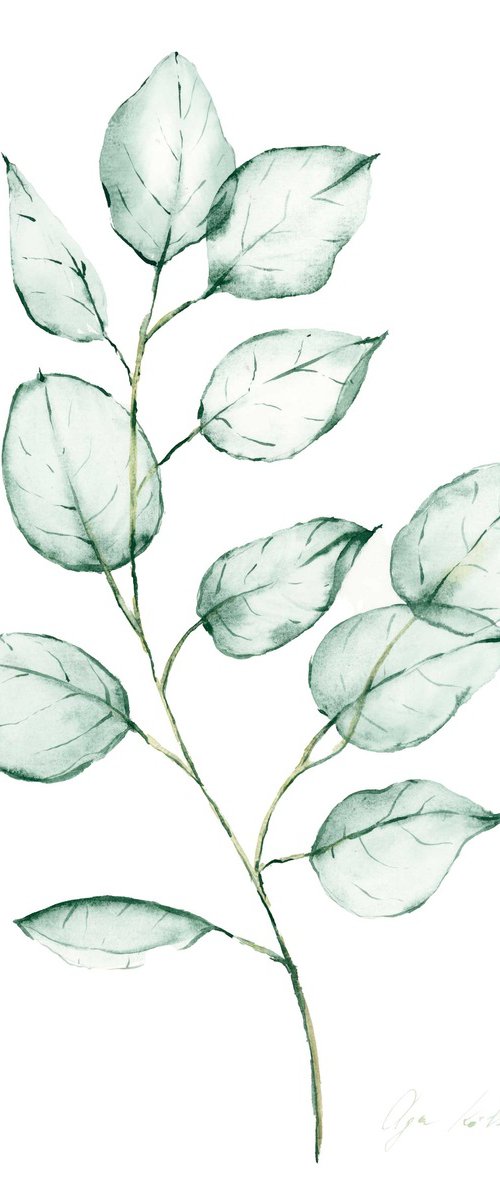 Transparent eucalyptus by Olga Koelsch