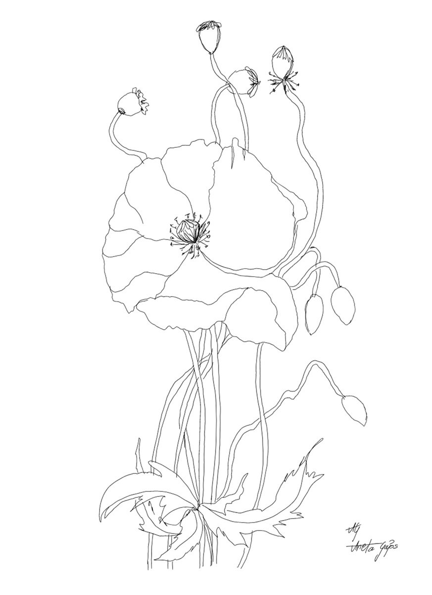 Graphic Botanical Giclee Print By Aneta Gajos, 16 X 20, Poppies 2, Original Artwork