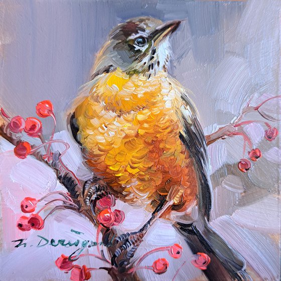 American robin