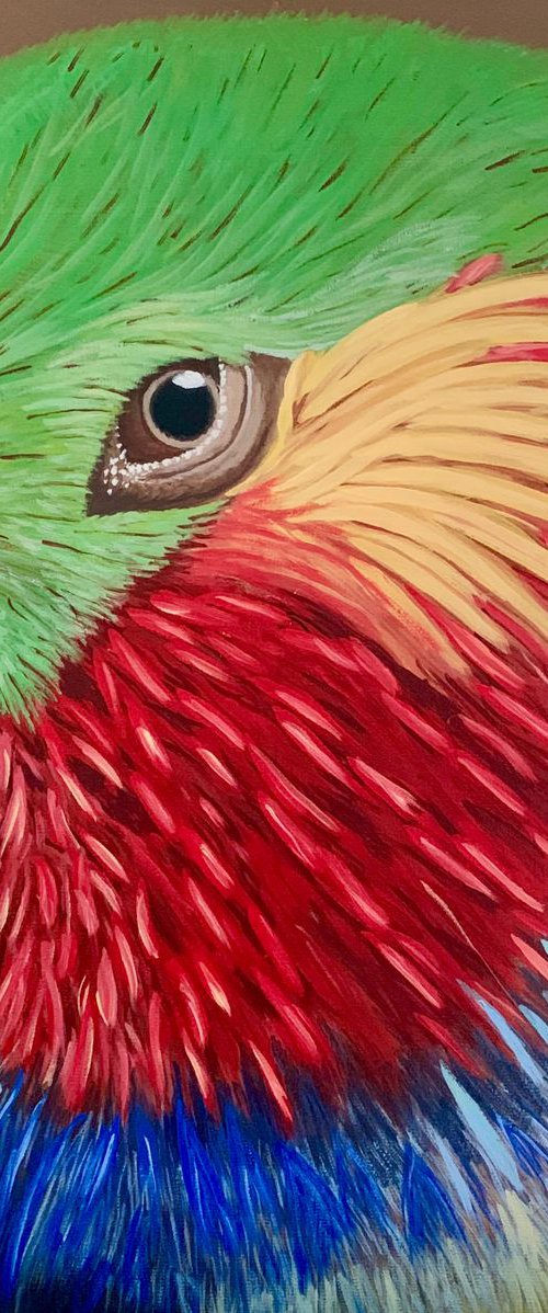 Edward's Fig Parrot by Caroline Millott