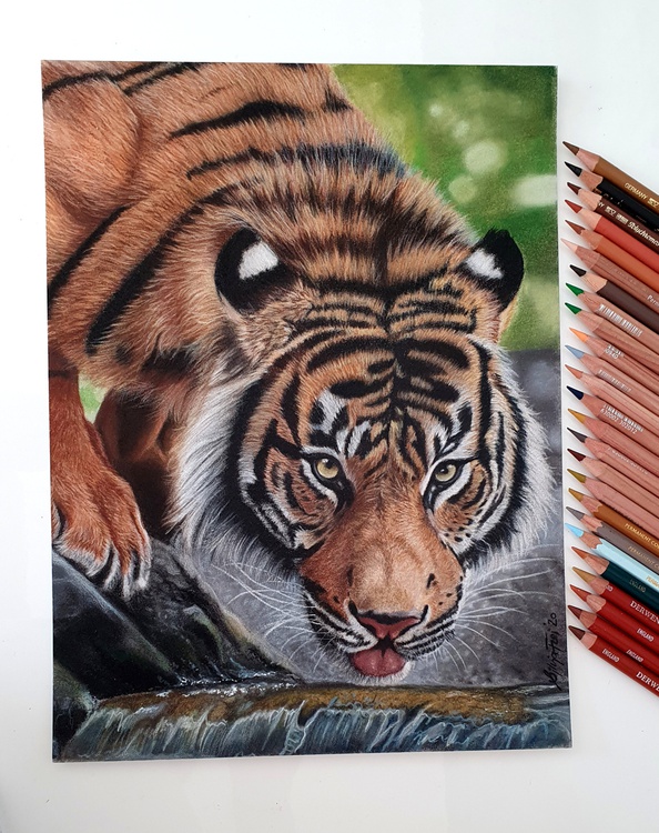 Drinking Tiger Pencil drawing by Silvia Frei | Artfinder