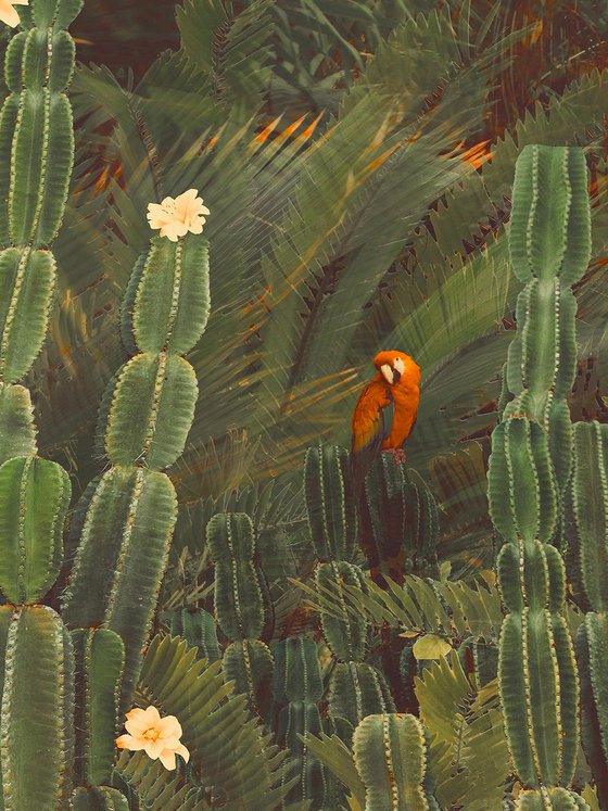 Cactus Jungle - Framed