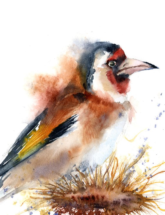 European goldfinch