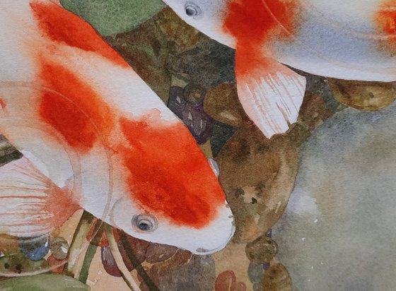 Calming Carp