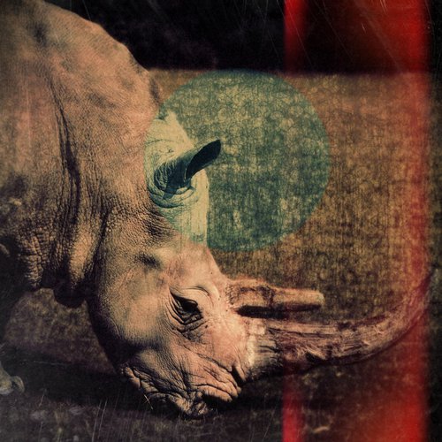 Rhinoceros Cinema by Nadia Attura