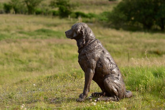 "Harris" Seated Labrador 2 BR