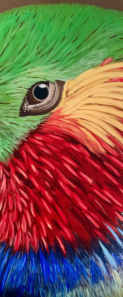 Edward's Fig Parrot by Caroline Millott