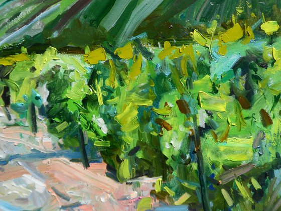 "  Vineyards "