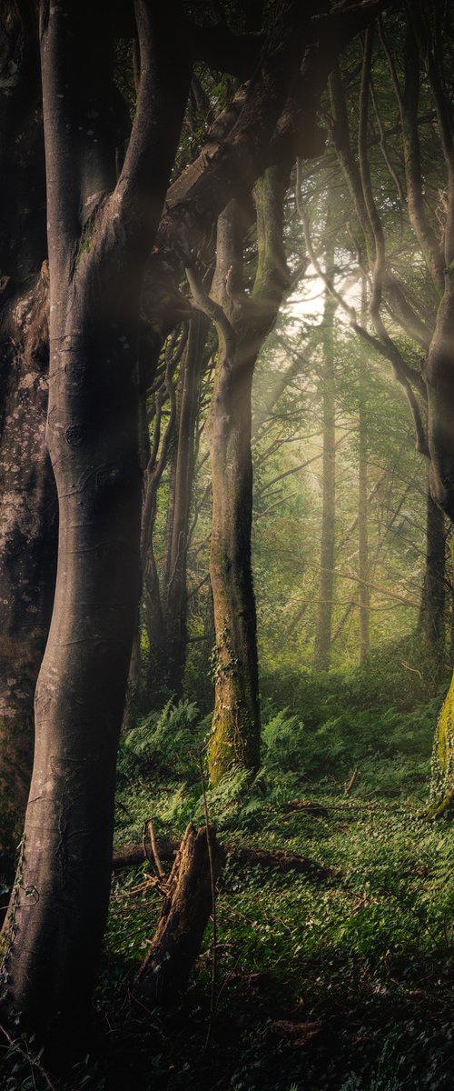 Mystical woodland by Paul Nash