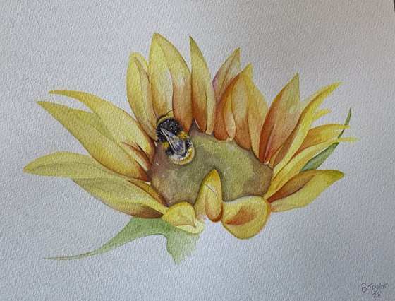Bumble bee on sunflower