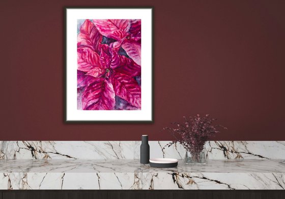 Poinsettia magenta flower