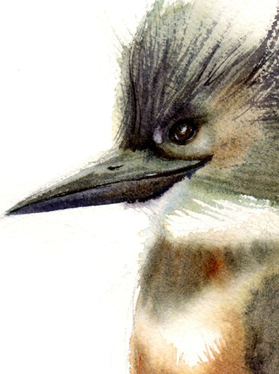 Kingfisher bird Original Watercolor Painting