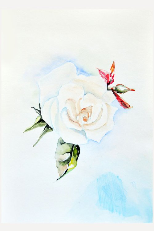 White rose painting Love Art purity happiness impressionism watercolors Roses Gift idea Wall Art White flower by Anna Brazhnikova