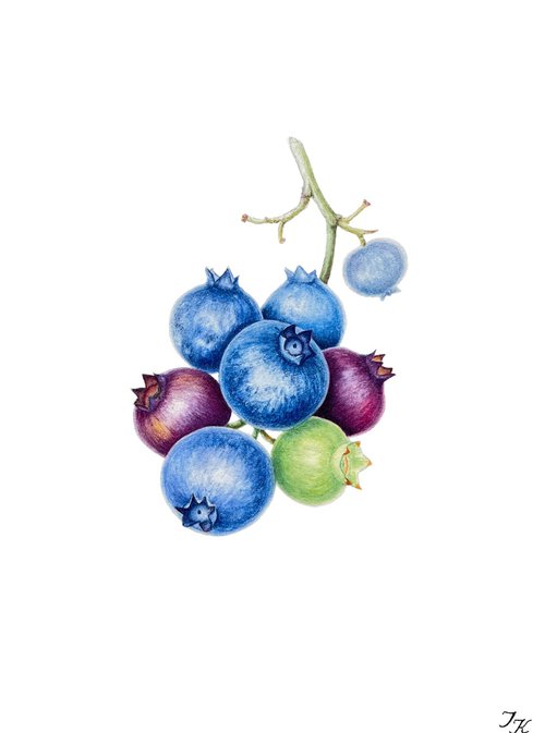 Juicy blueberry by Tetiana Kovalova