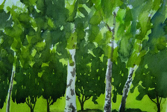 Russian birch trees