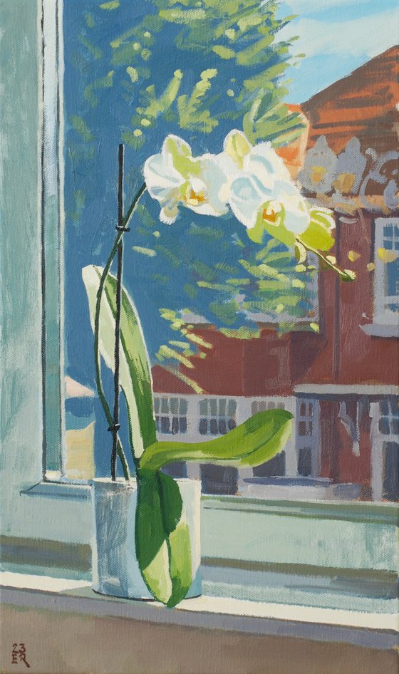 Orchid Basking in Window Light