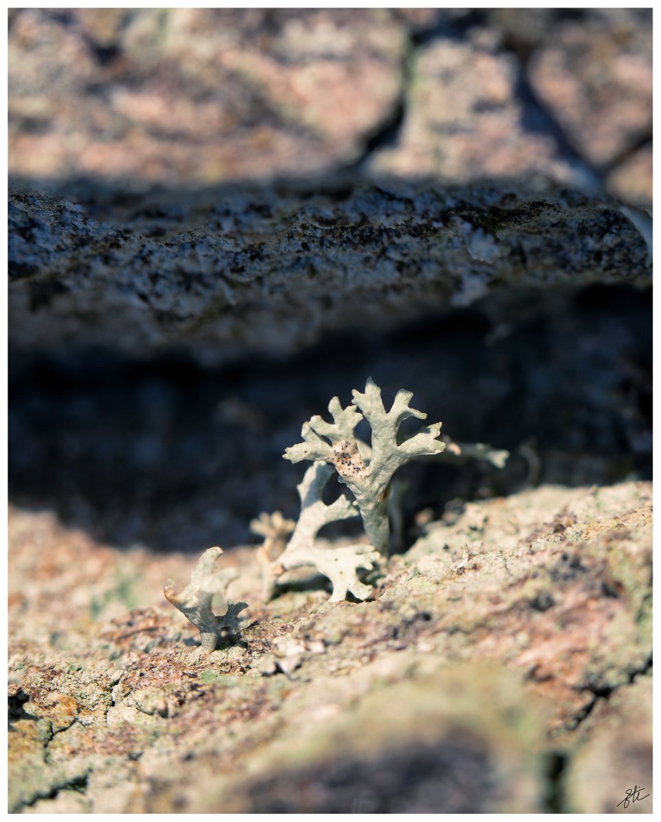 Lichens Tree - macro photography of otherworldly landscape of the oak bark. by Inna Etuvgi