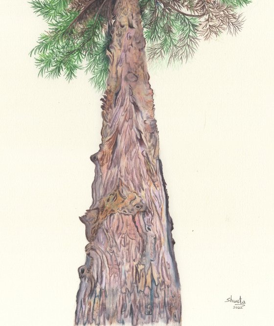Himalayan Cedar tree