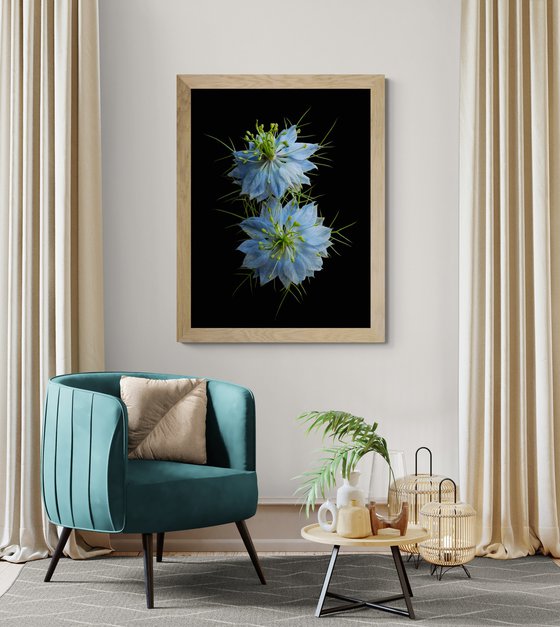 Nigella Damascena Blue