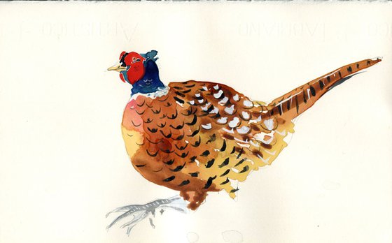 Pheasant