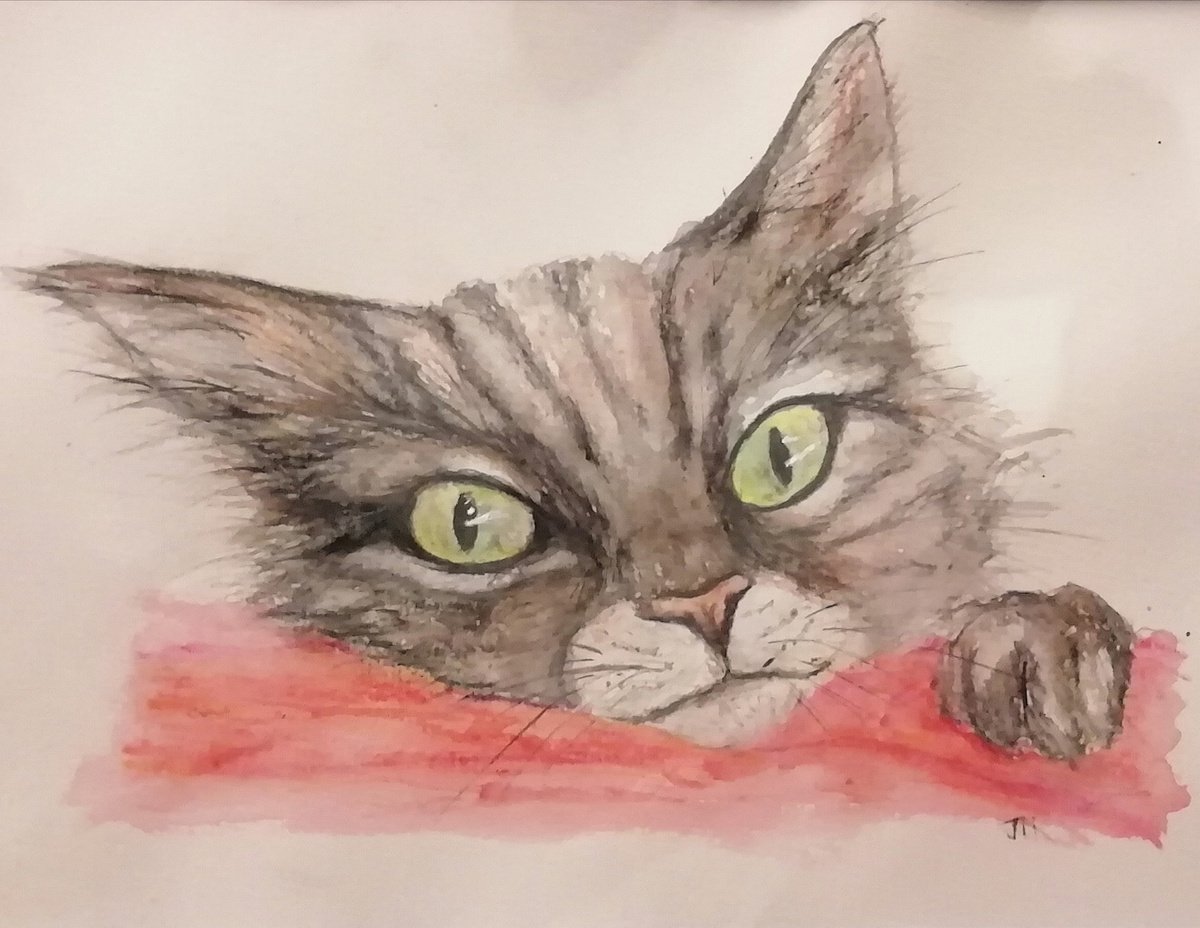 Edmund tabby cat by Jenny Moran