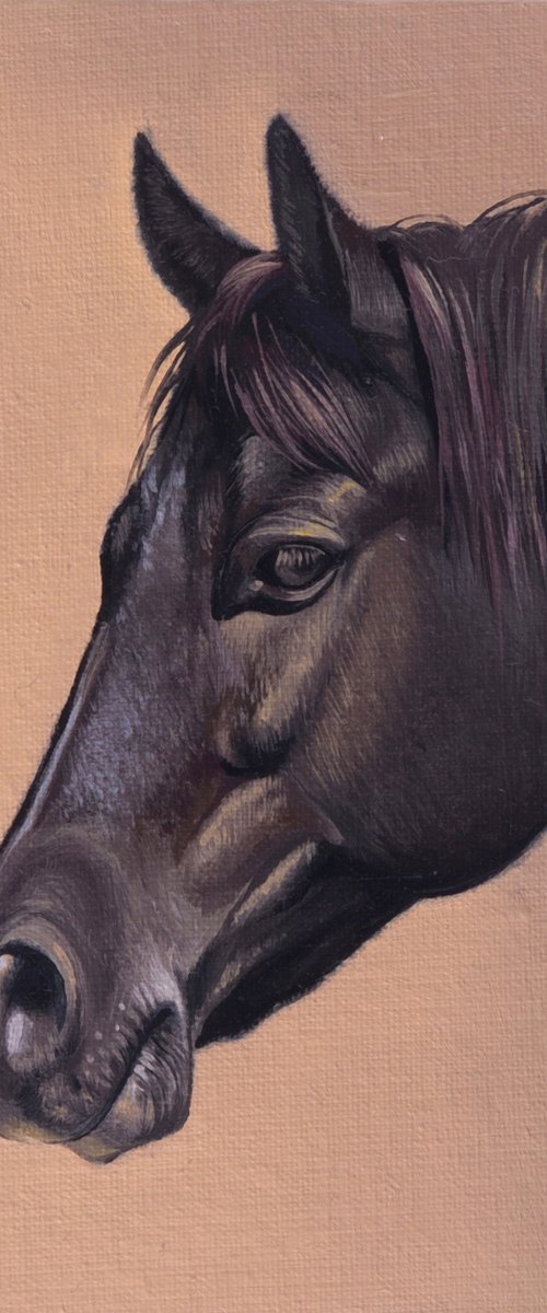 Horse Portrait 28 by Anastasia Parfilo