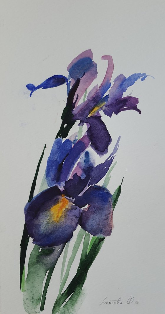 Watercolor drawing. Iris