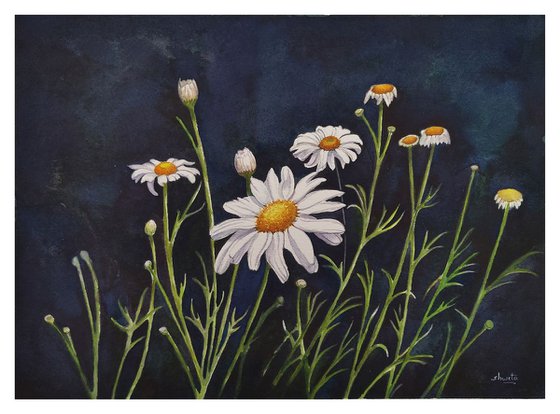 Chamomile Flowers