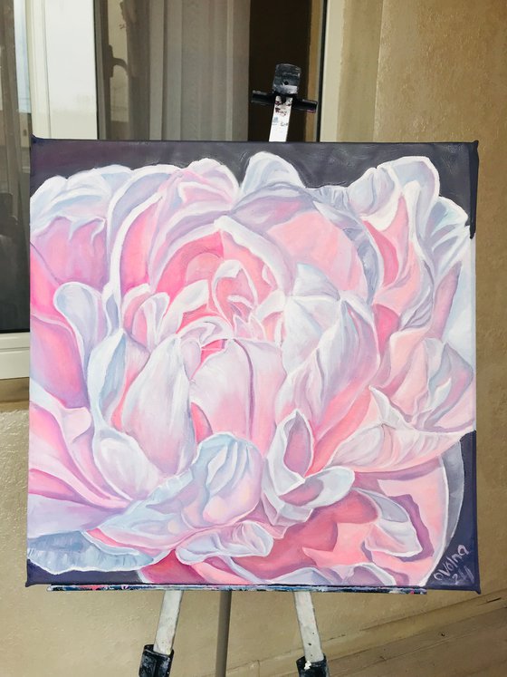 Pink peony