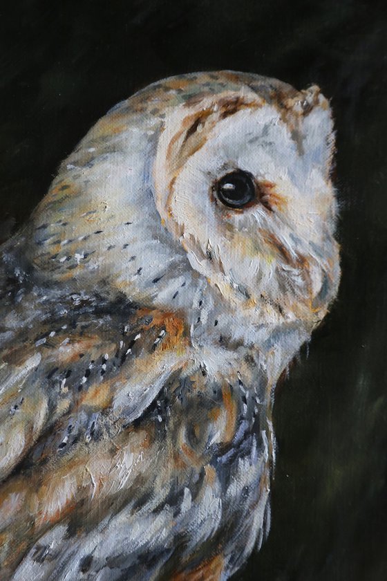 Barn owl