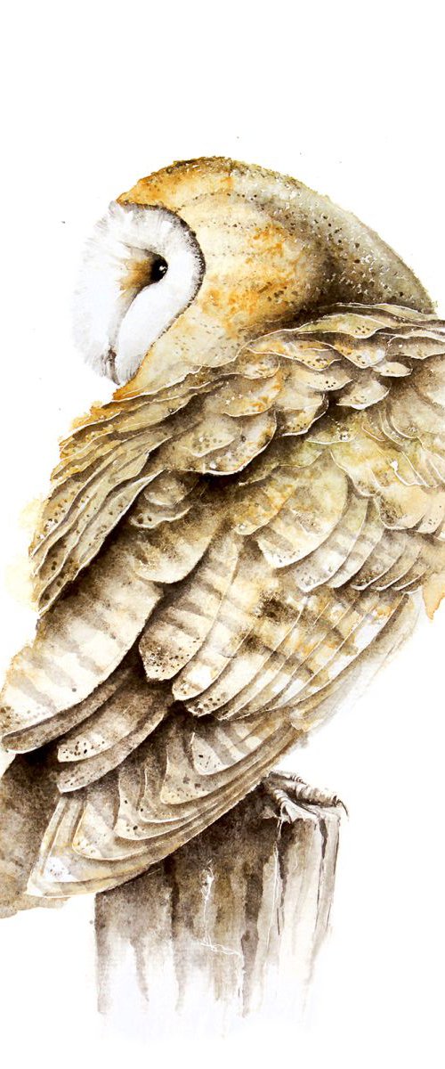 Barn Owl,  bird, birds, animals, wildlife watercolour painting by Karolina Kijak