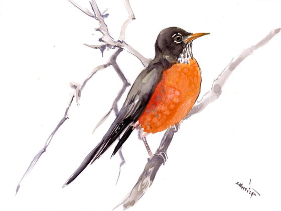 American Robin