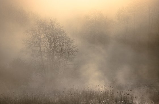 Foggy Mysterious Morning