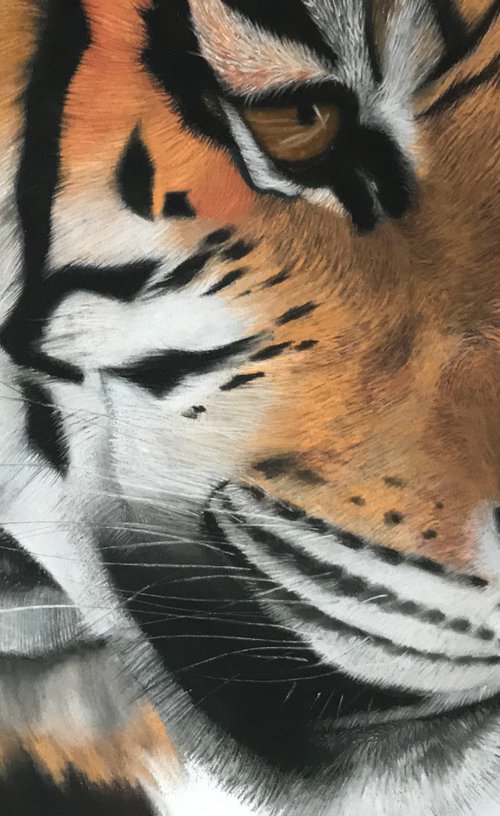The tiger is looking for its prey by Kakajan Charyyev