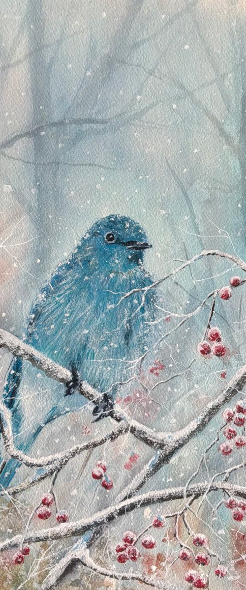 Mountain bluebird by Darren Carey