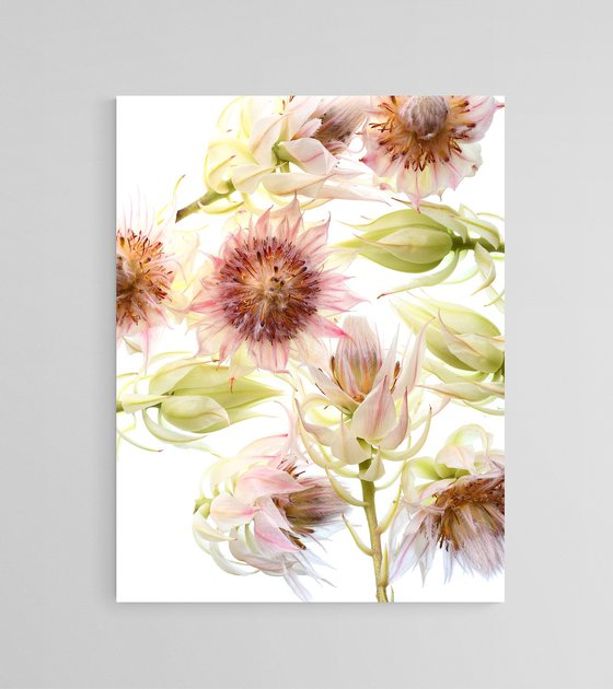 Blushing Bride Flowers