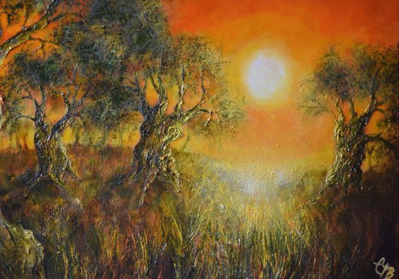 Olive Grove at Sunset