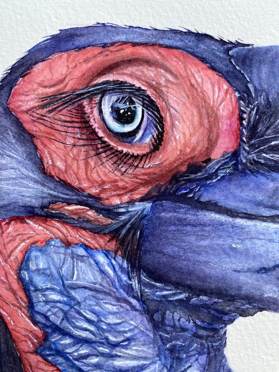 Ground Hornbill, bird portrait