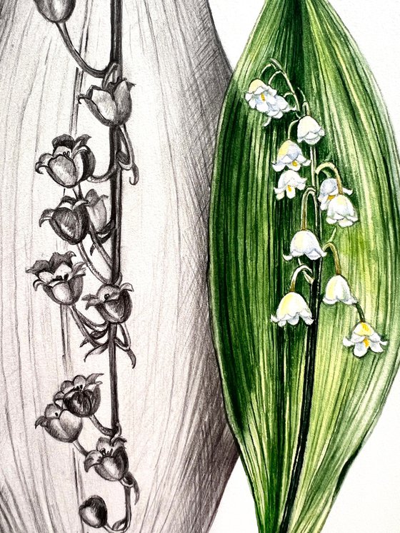 Lily of the valley