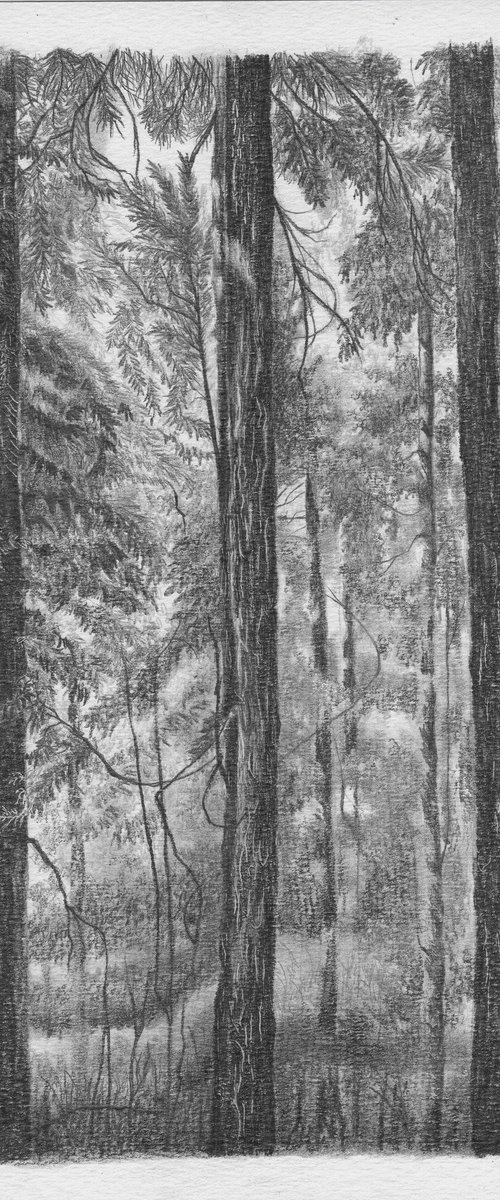 Pine tree forest II by Shweta  Mahajan