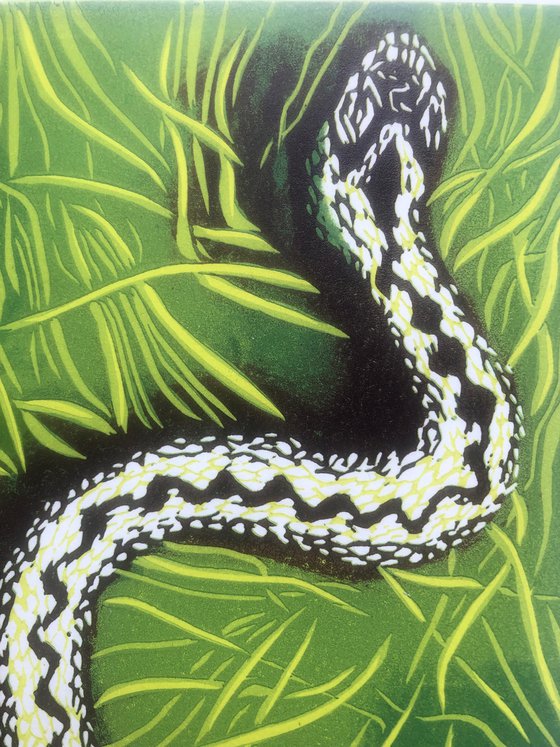 Visiting Viper