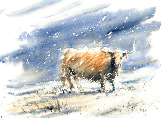 Highland cow in snowstorm