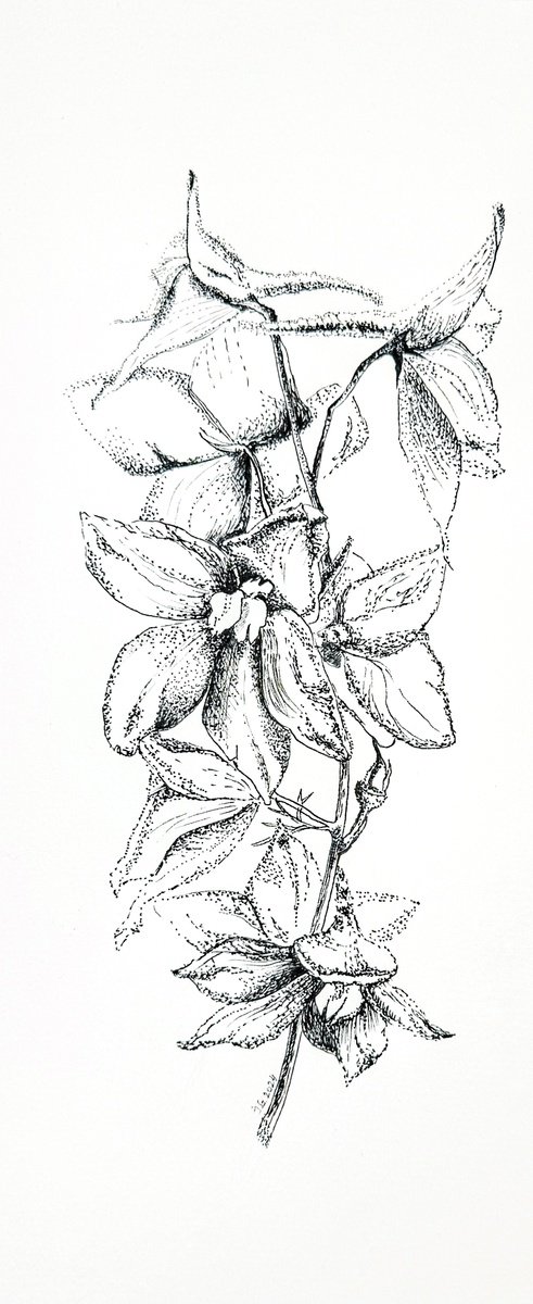 Illustrative Botanical Drawing By Julia Gorislavska, 5 X 11", Delphinium, Original Artwork