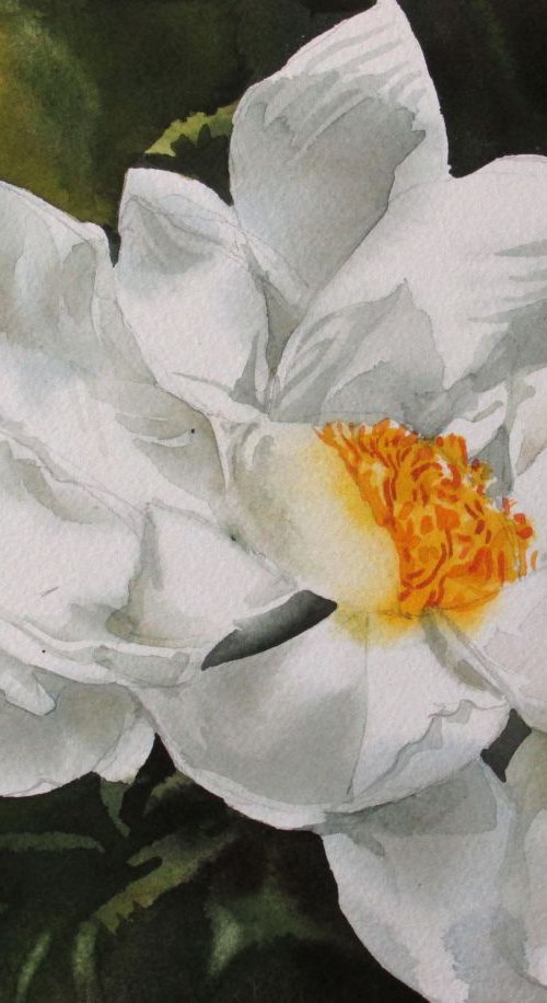 A painting a day # 12 " white peony" by Alfred  Ng