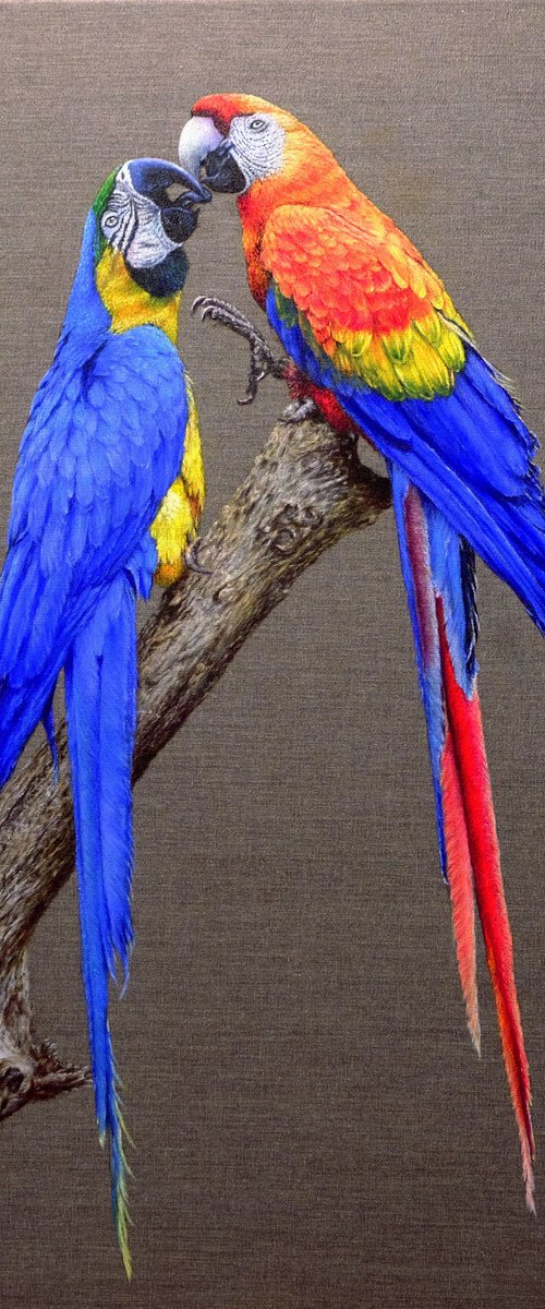 Two Ara parrots in love. by Anastasia Woron