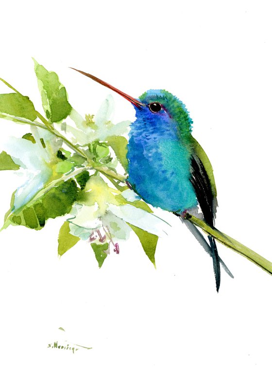 Turquoise-Blue Hummingbird